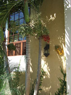 Casa de Campo Palm Trees